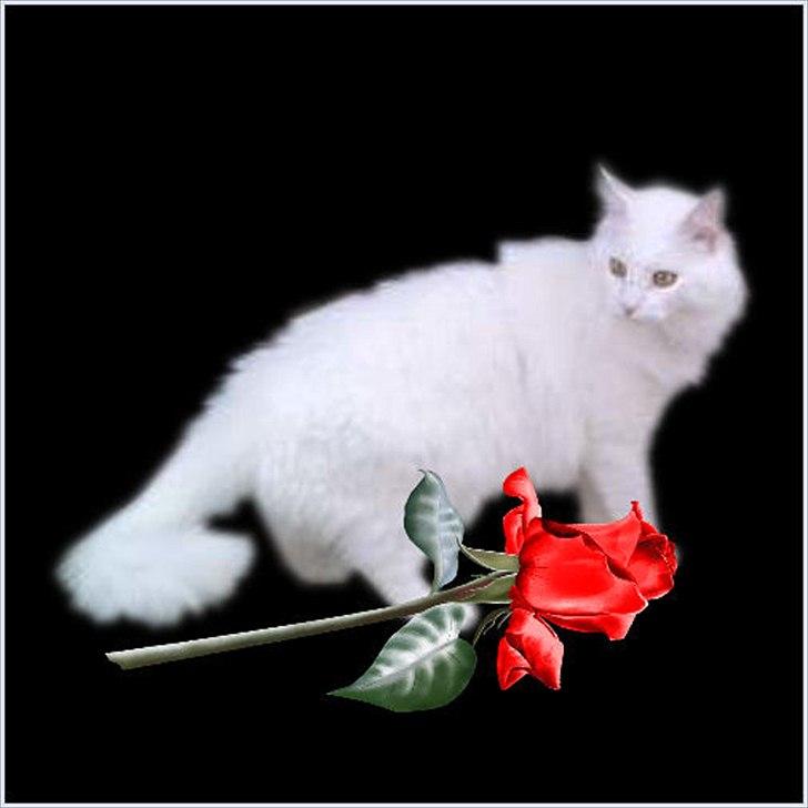 Norsk Skovkat Tukenja s lovely Snow Queen billede 5