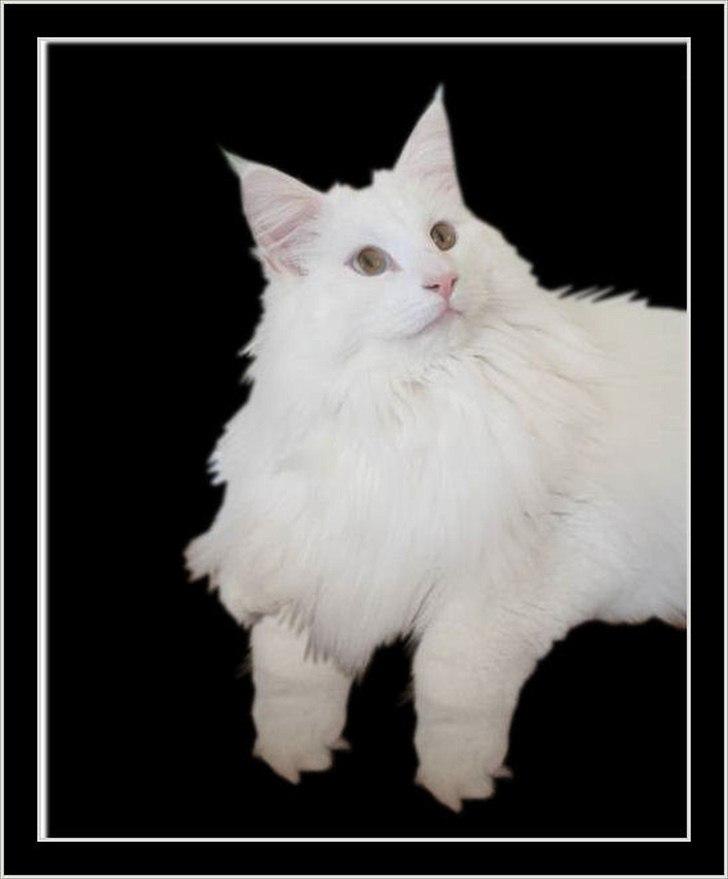 Norsk Skovkat Tukenja s lovely Snow Queen billede 3