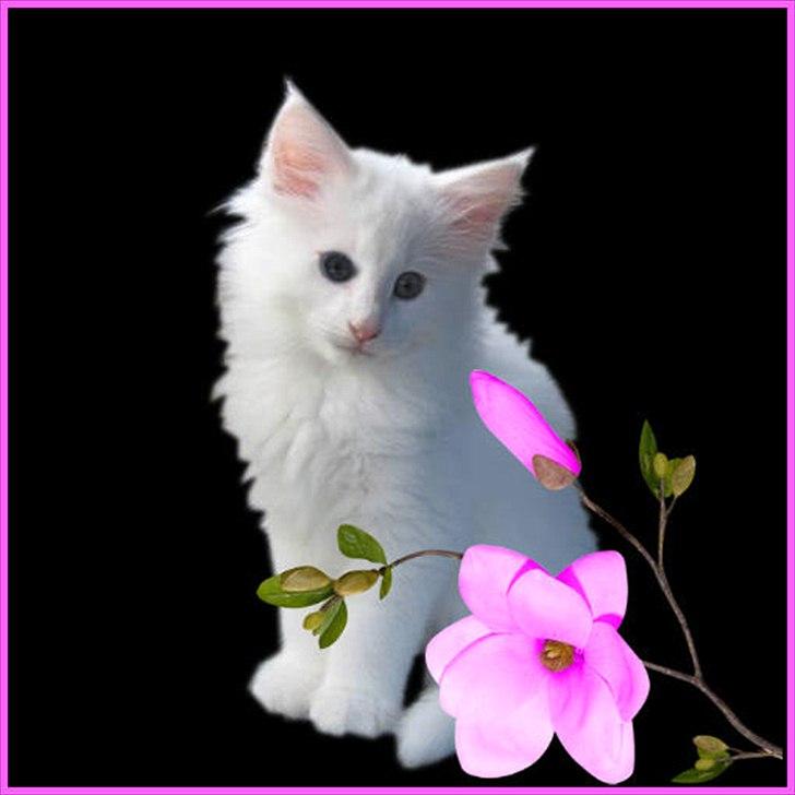 Norsk Skovkat Tukenja s lovely Snow Queen billede 4