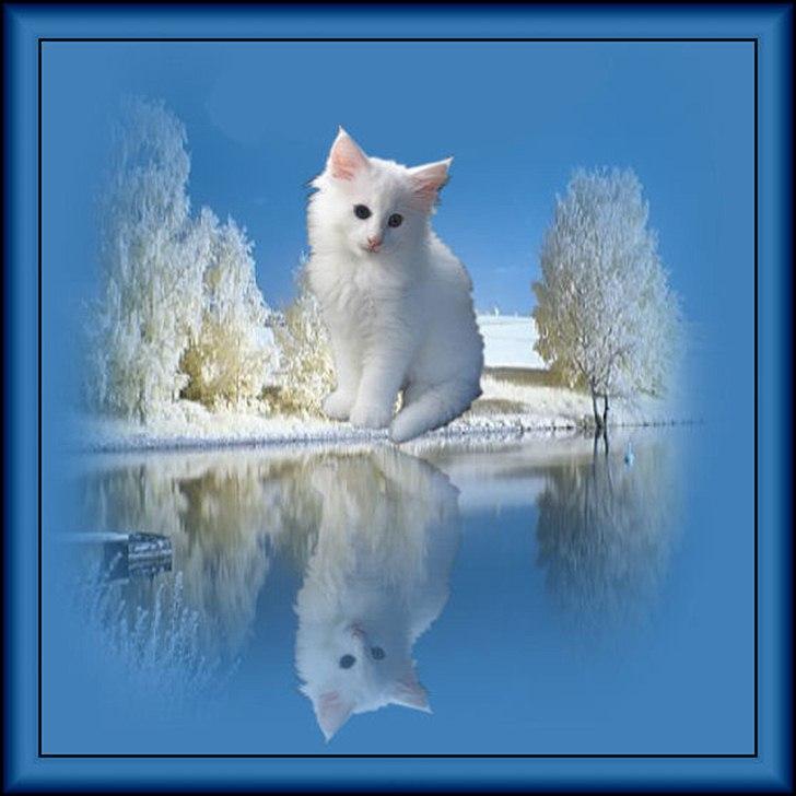 Norsk Skovkat Tukenja s lovely Snow Queen billede 1