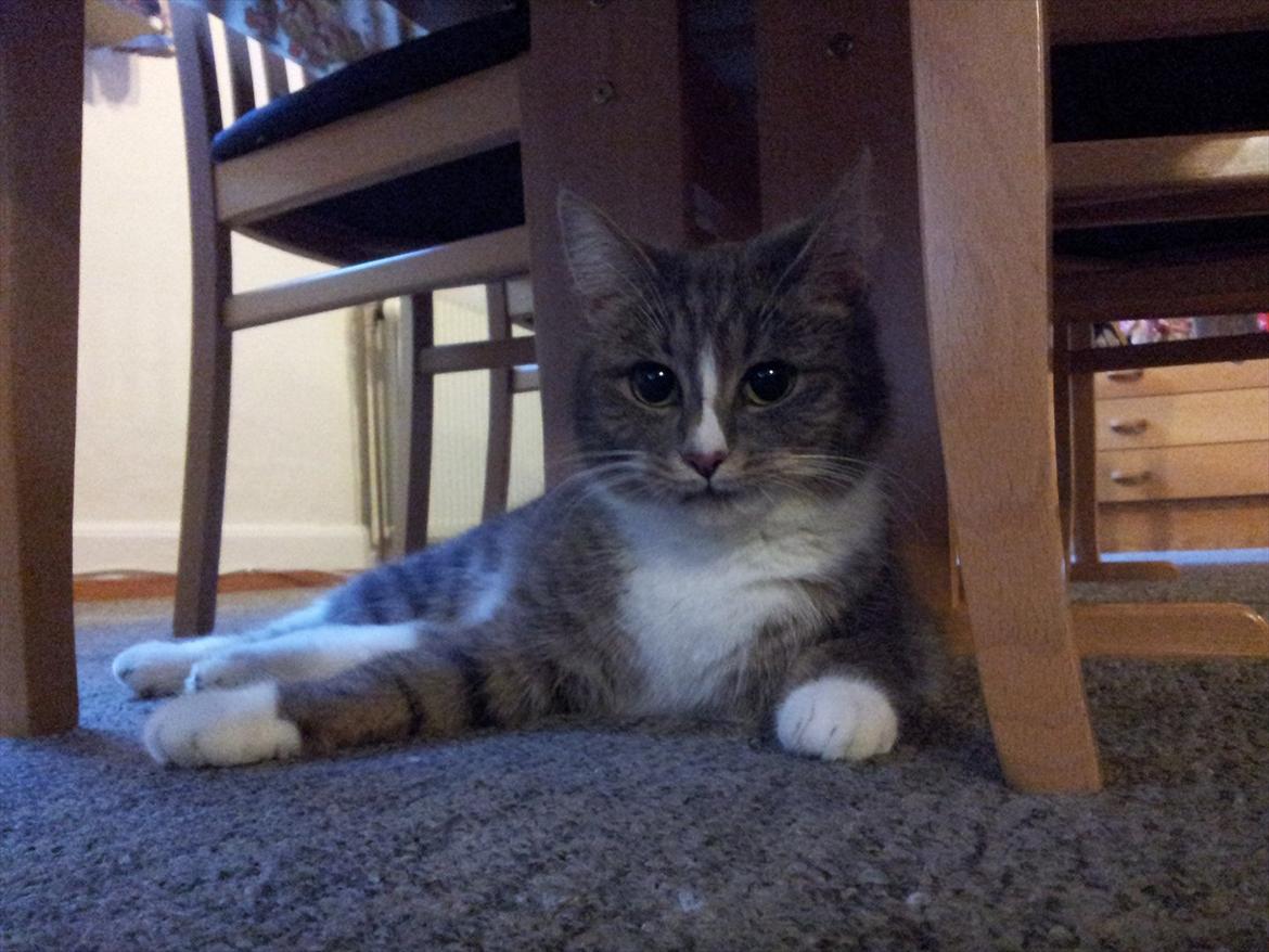 Huskat Diva (Himmelkat) billede 10