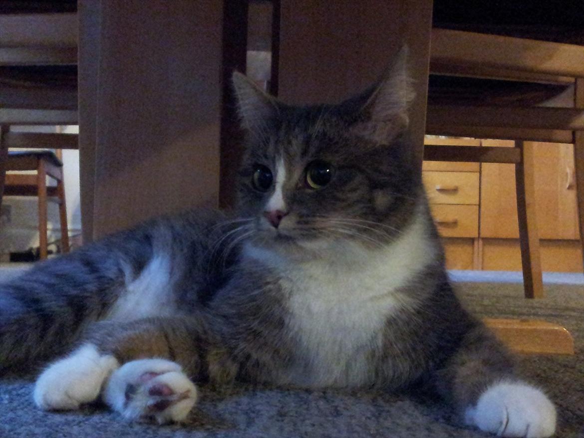 Huskat Diva (Himmelkat) billede 11