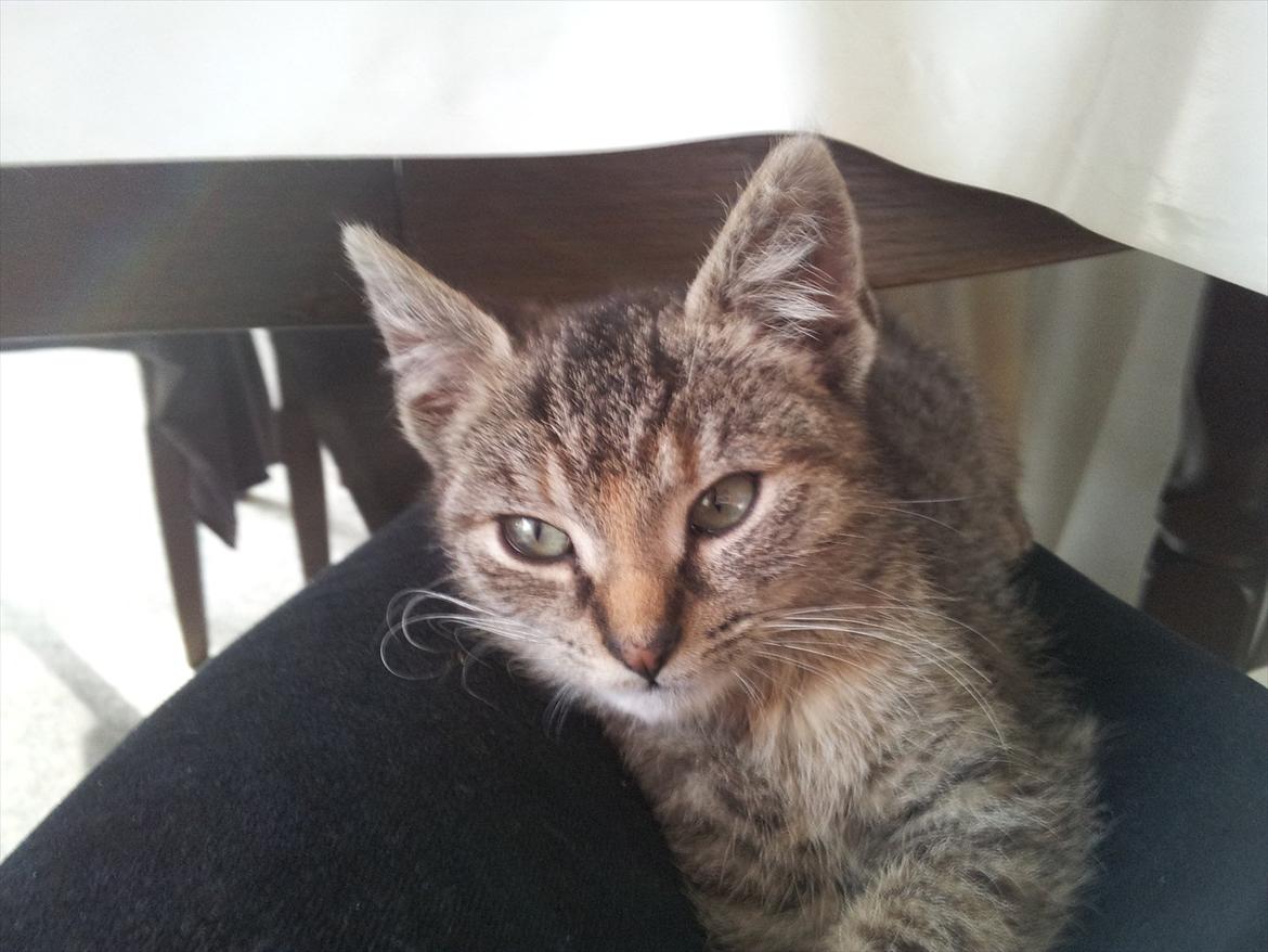 Huskat Devana billede 1