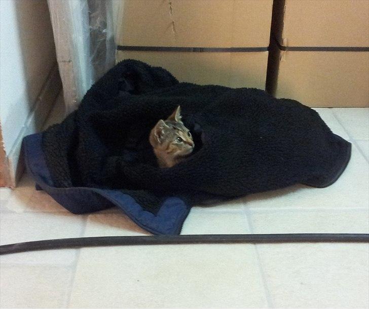 Huskat Devana billede 2