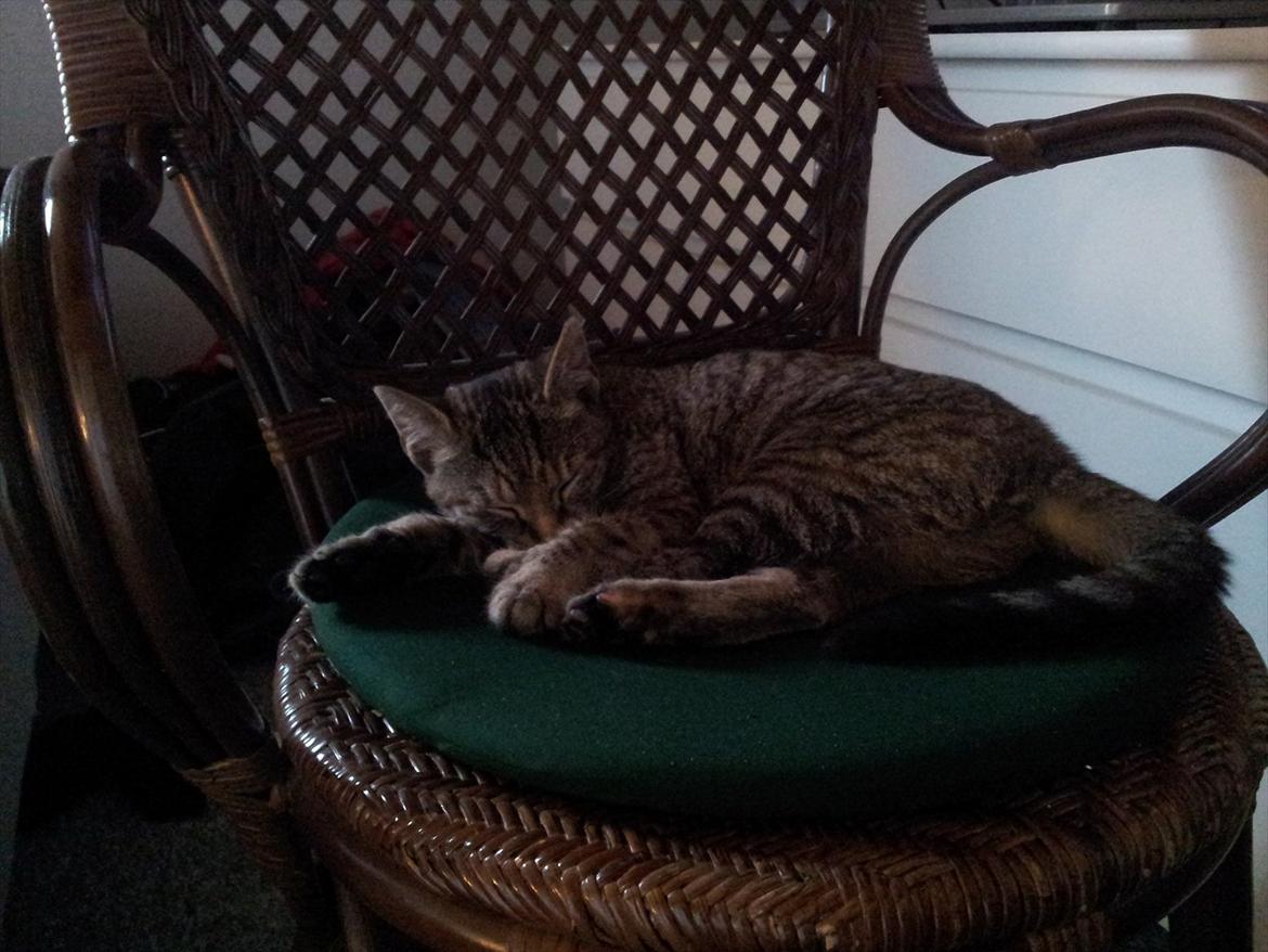 Huskat Devana billede 3