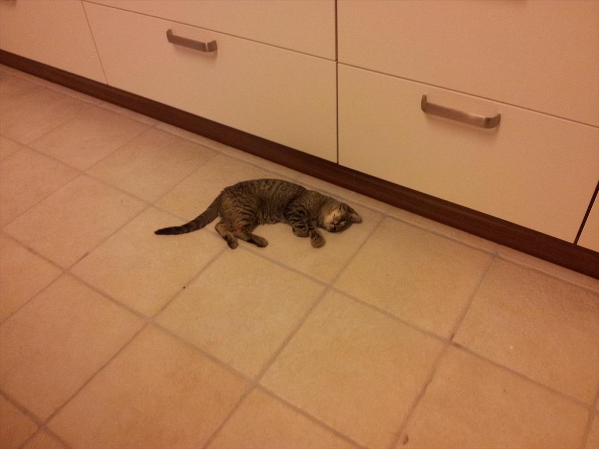 Huskat Devana billede 4