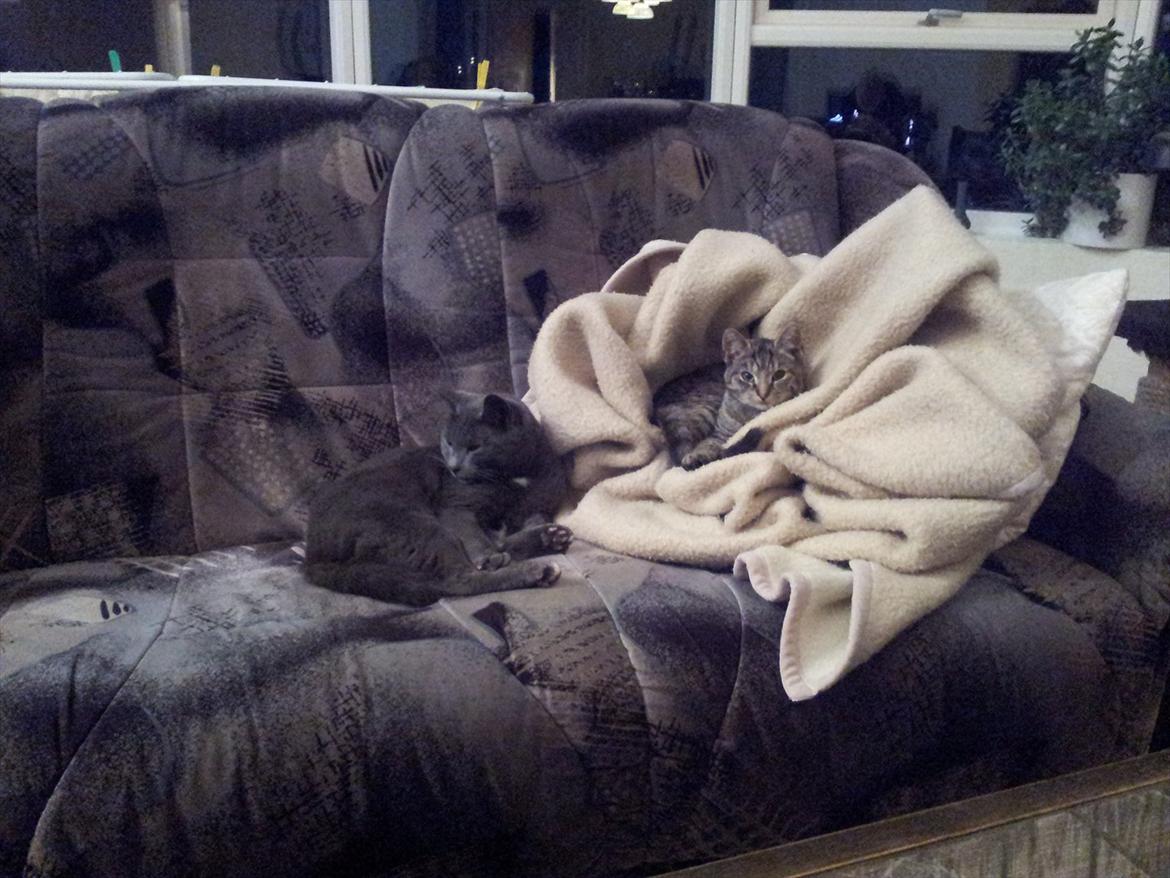 Huskat Devana billede 5