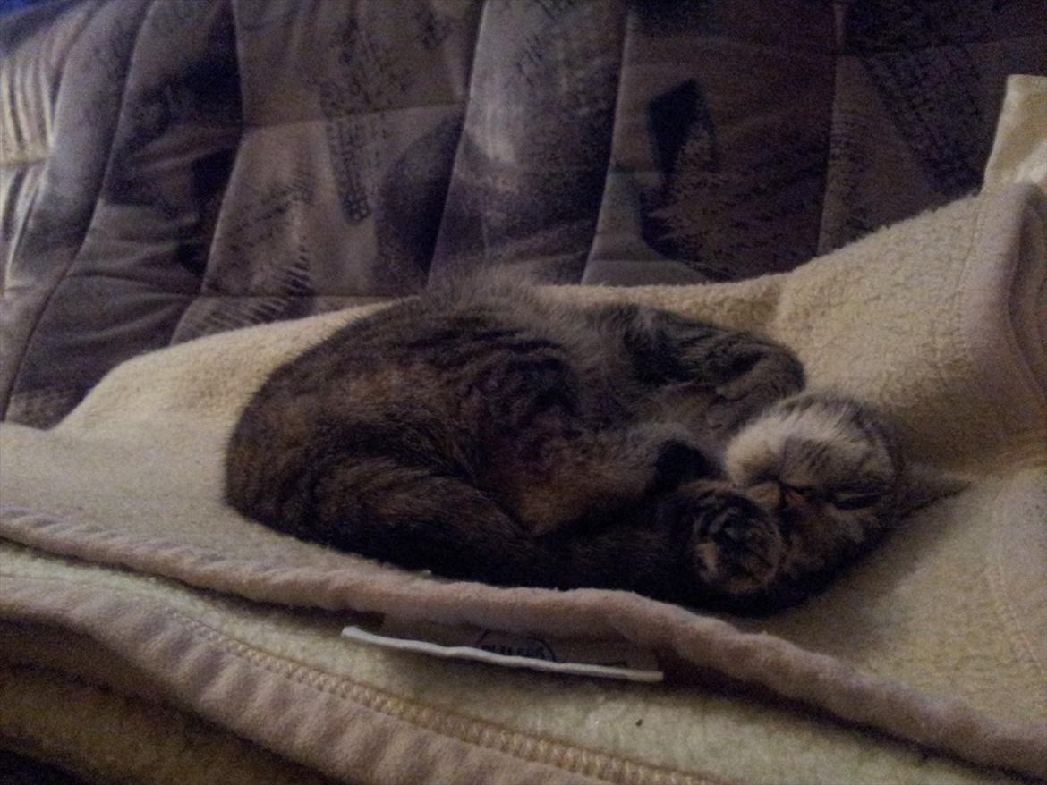 Huskat Devana billede 6