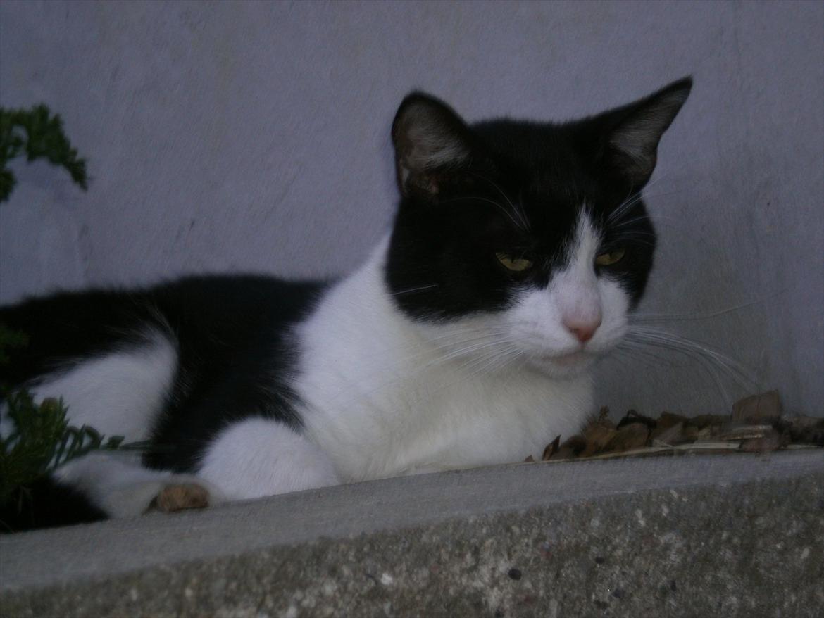 Blanding af racer Heineken. billede 2