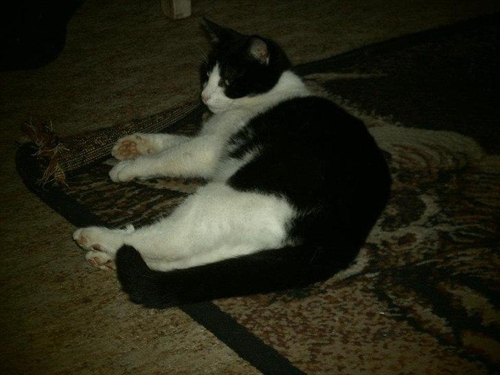 Blanding af racer Heineken. billede 3