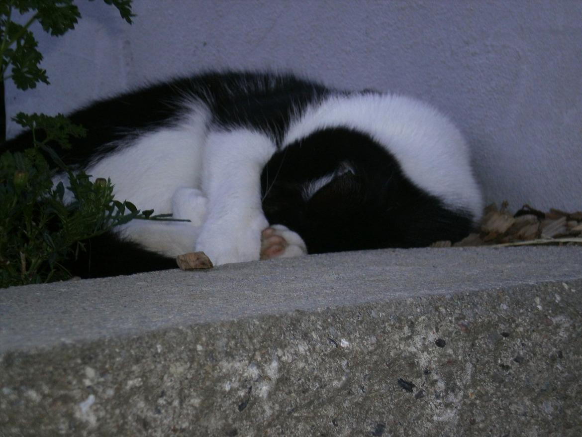 Blanding af racer Heineken. billede 4