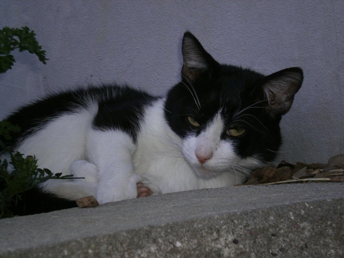 Blanding af racer Heineken. billede 5