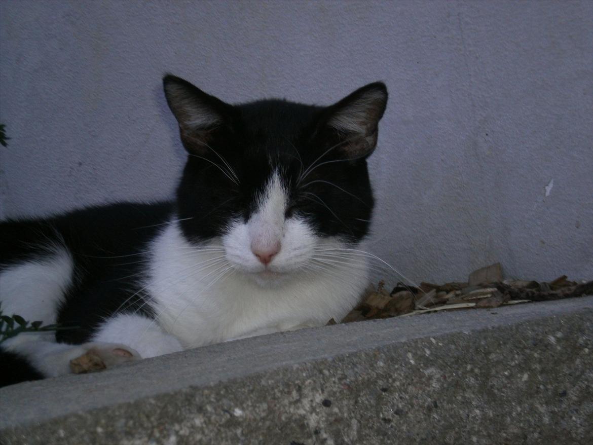 Blanding af racer Heineken. billede 6