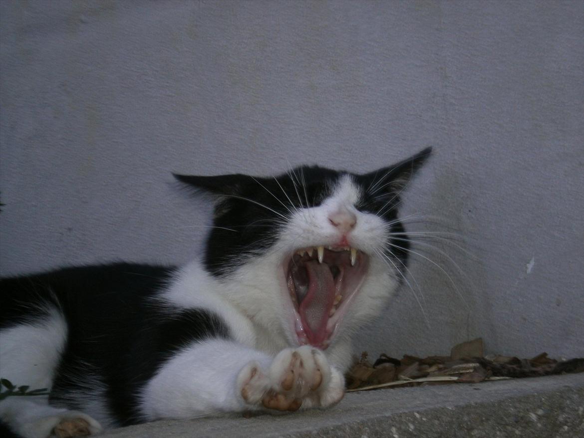 Blanding af racer Heineken. billede 7