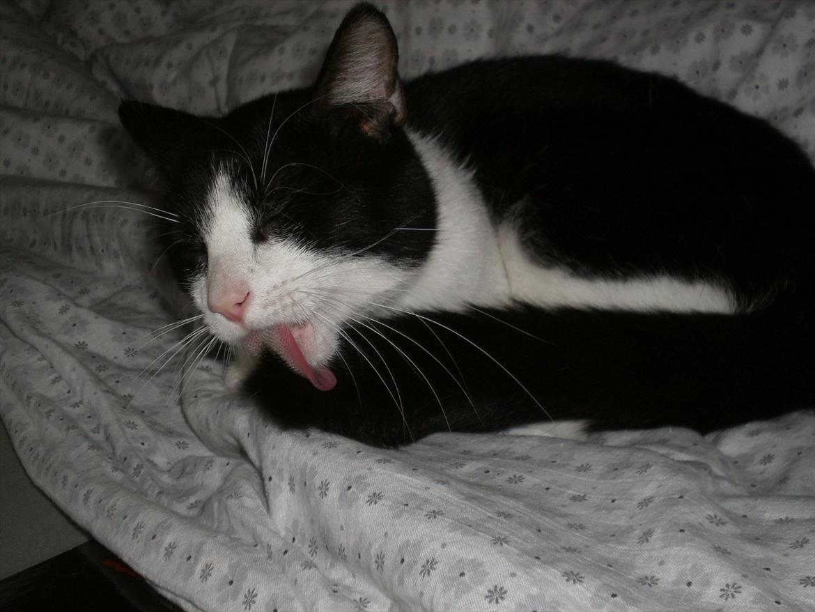 Blanding af racer Heineken. billede 8