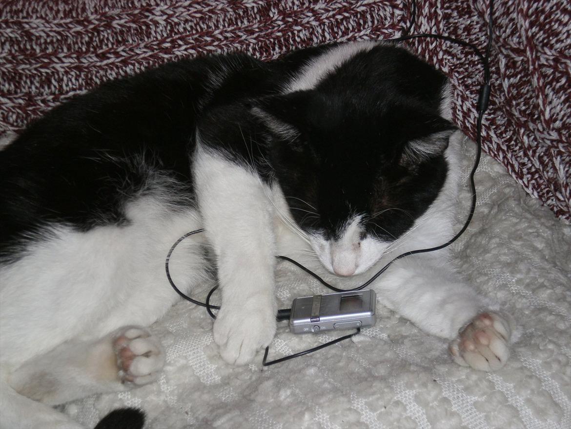 Blanding af racer Heineken. billede 9