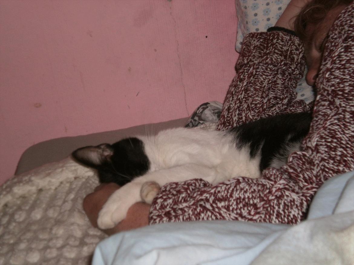 Blanding af racer Heineken. billede 10