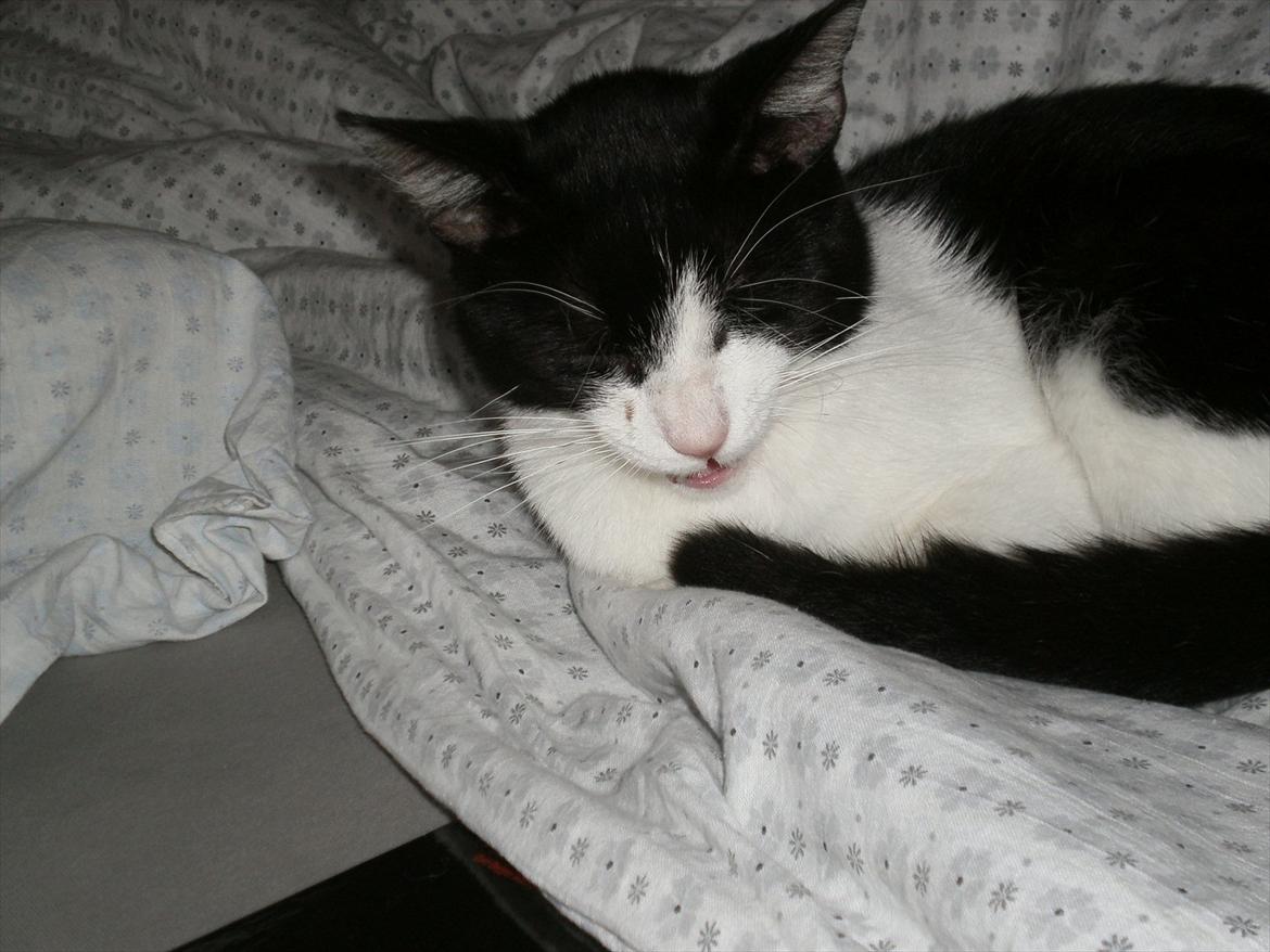 Blanding af racer Heineken. billede 11