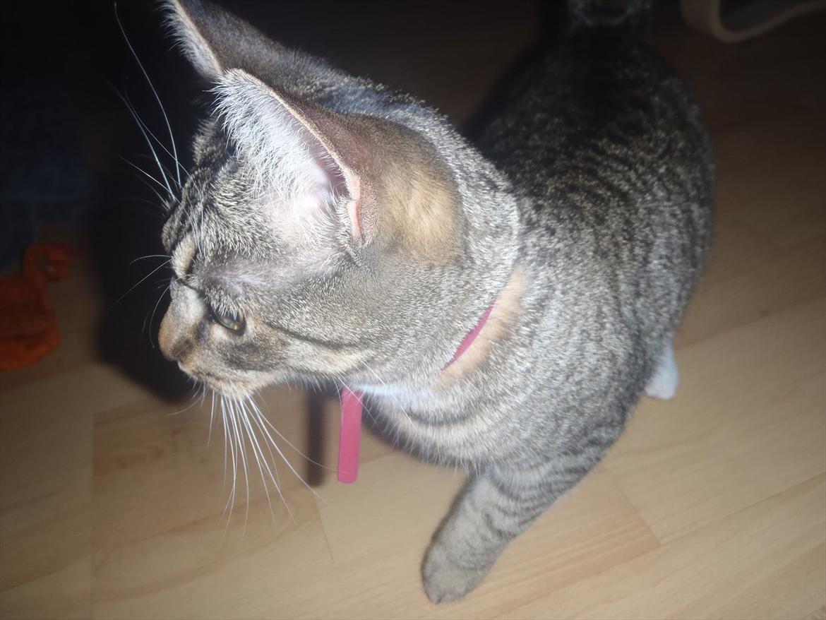 Huskat Bella Von Cracker  billede 3