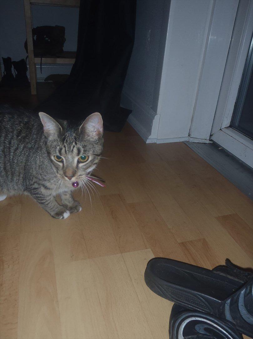 Huskat Bella Von Cracker  billede 4