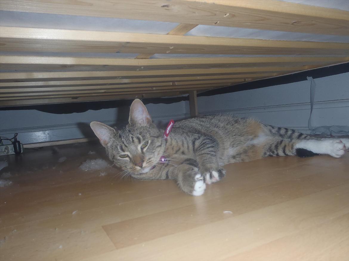 Huskat Bella Von Cracker  billede 6