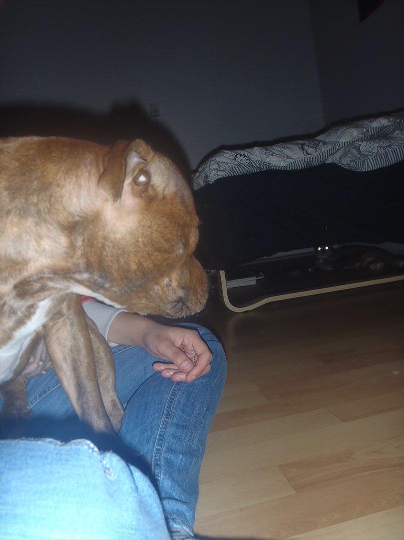 Huskat Bella Von Cracker  billede 7