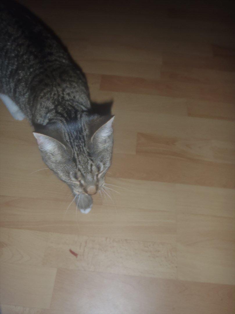 Huskat Bella Von Cracker  billede 8