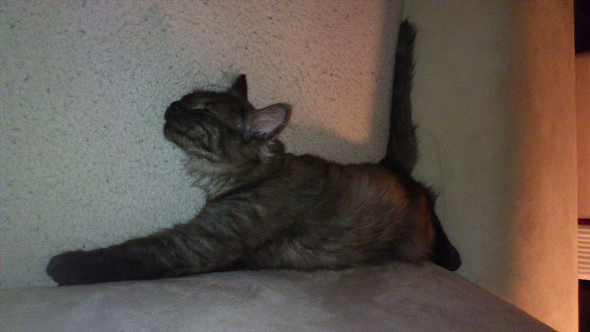 Maine Coon Lucifer - min "lille" lucifer, 5 måneder...  billede 11