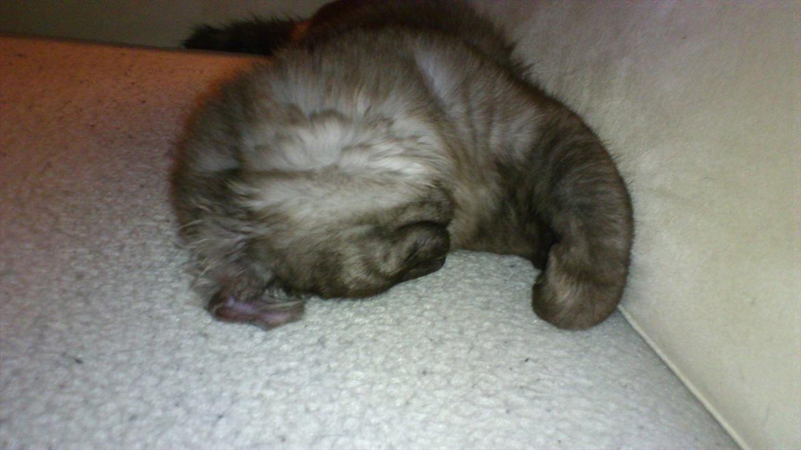 Maine Coon Lucifer - min "lille"/store, Trætte baby miss.. 5 måneder. billede 12