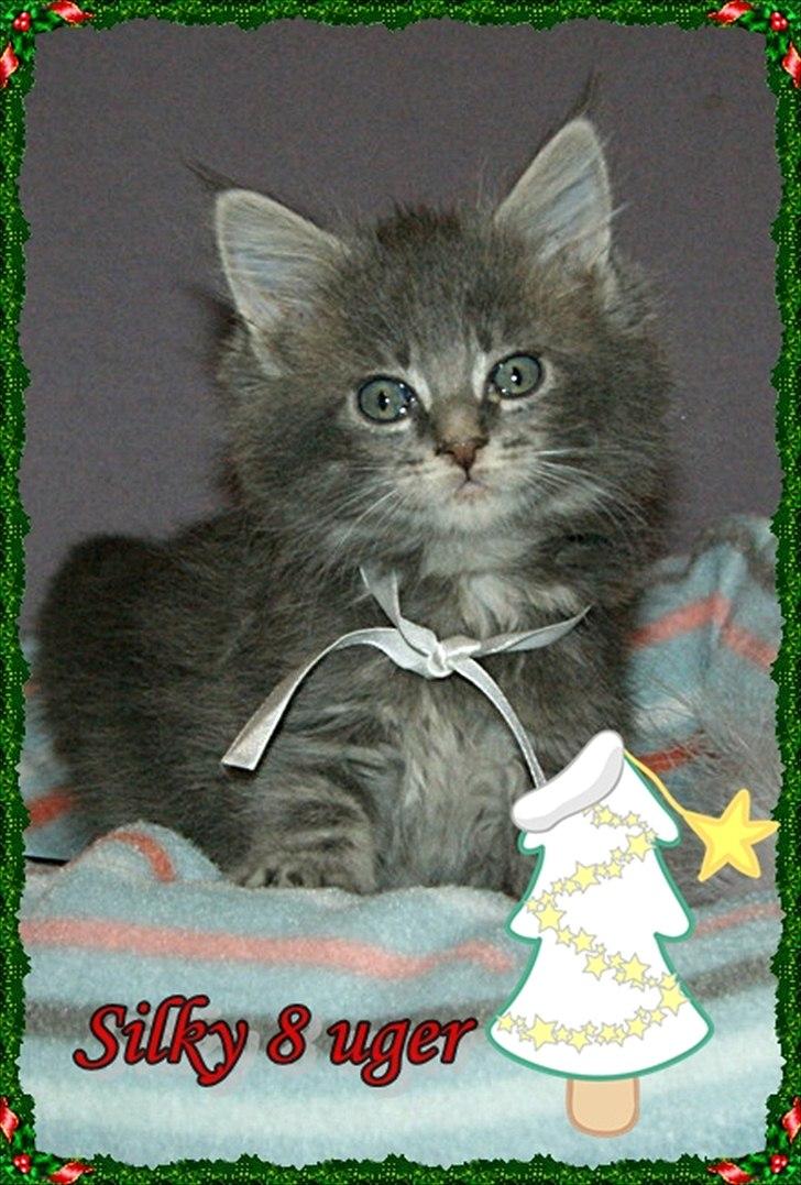 Maine Coon Lykkekatte´s Silky Blue billede 2