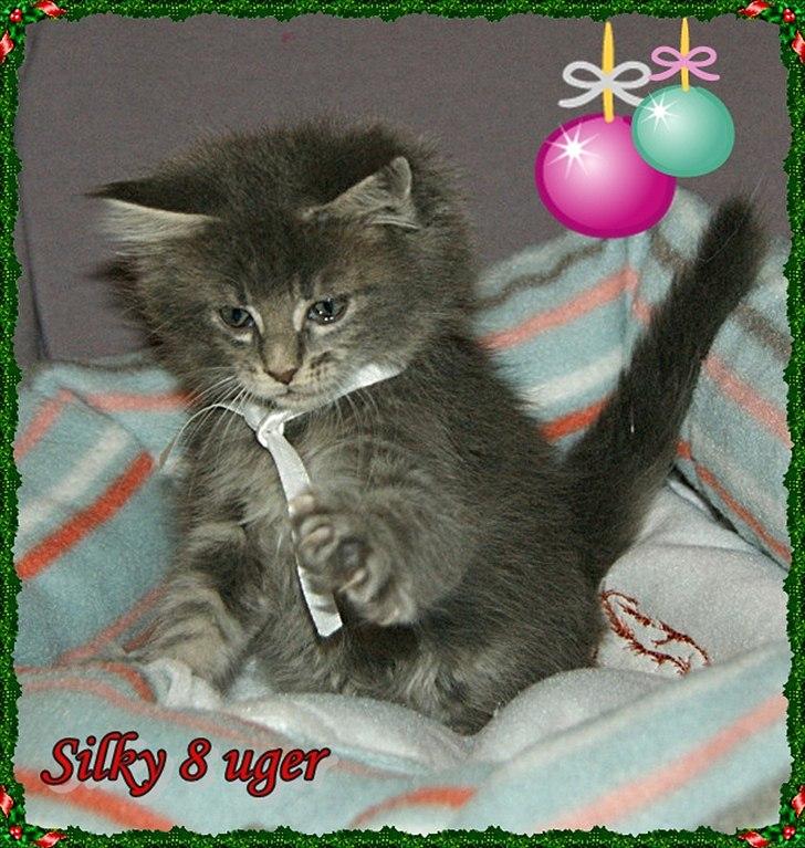 Maine Coon Lykkekatte´s Silky Blue billede 3