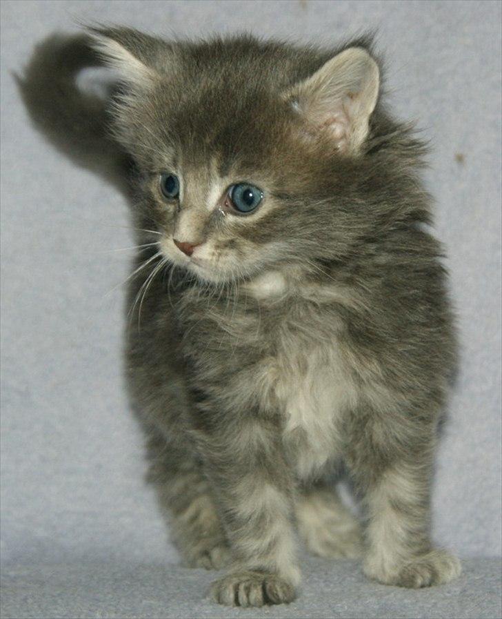 Maine Coon Lykkekatte´s Silky Blue billede 4