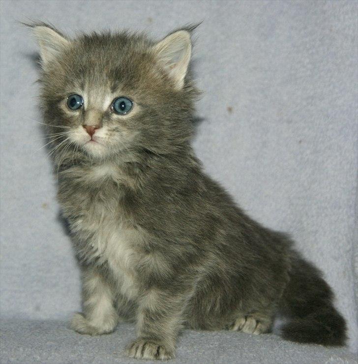 Maine Coon Lykkekatte´s Silky Blue billede 5