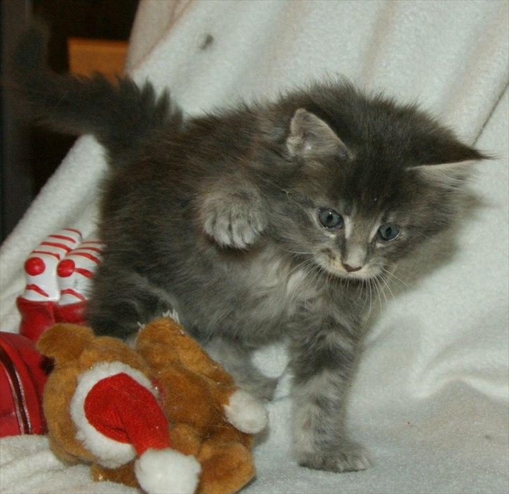 Maine Coon Lykkekatte´s Silky Blue billede 6
