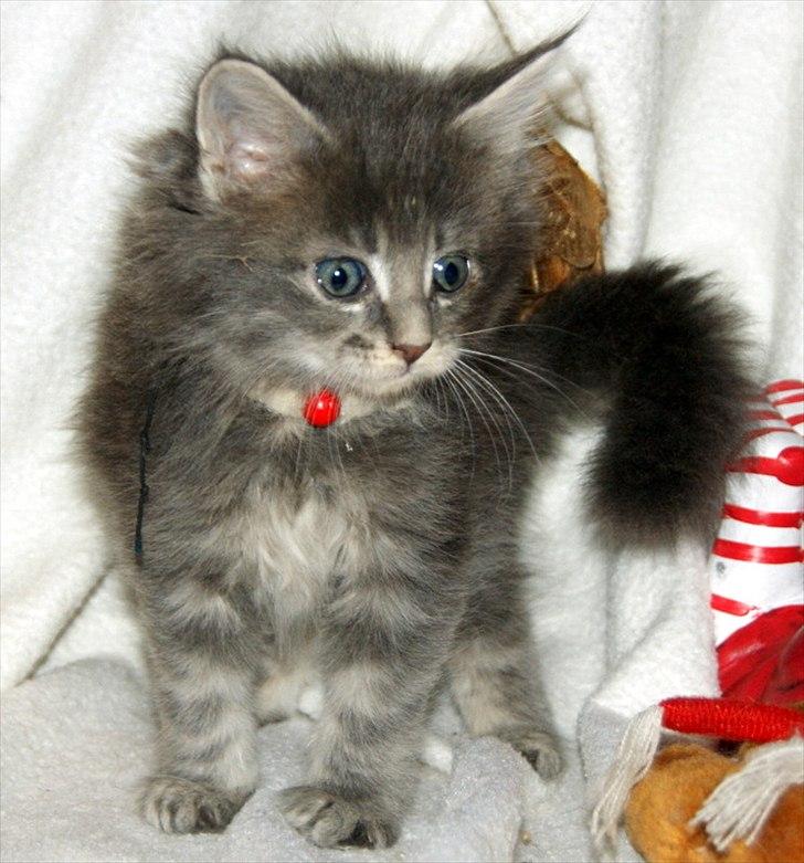 Maine Coon Lykkekatte´s Silky Blue billede 7