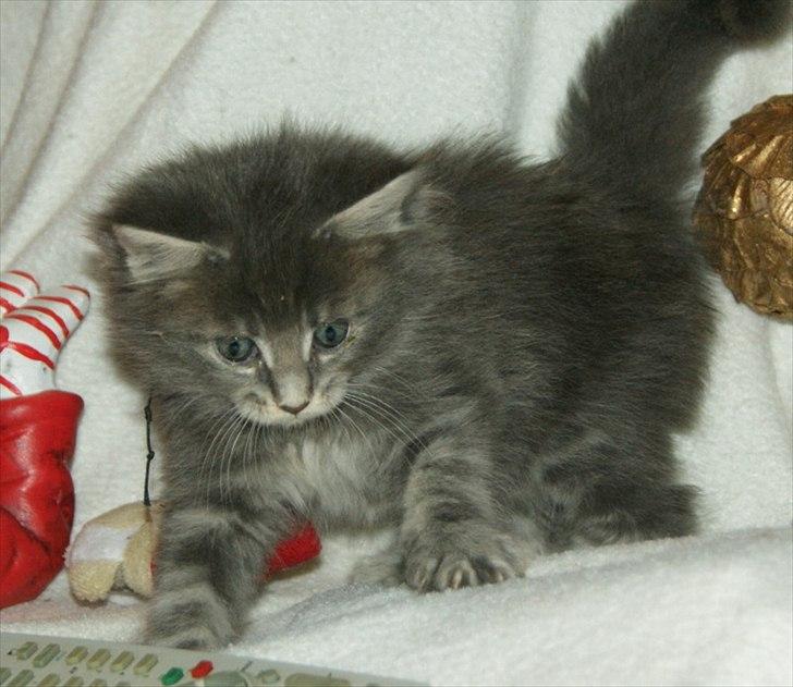Maine Coon Lykkekatte´s Silky Blue billede 8