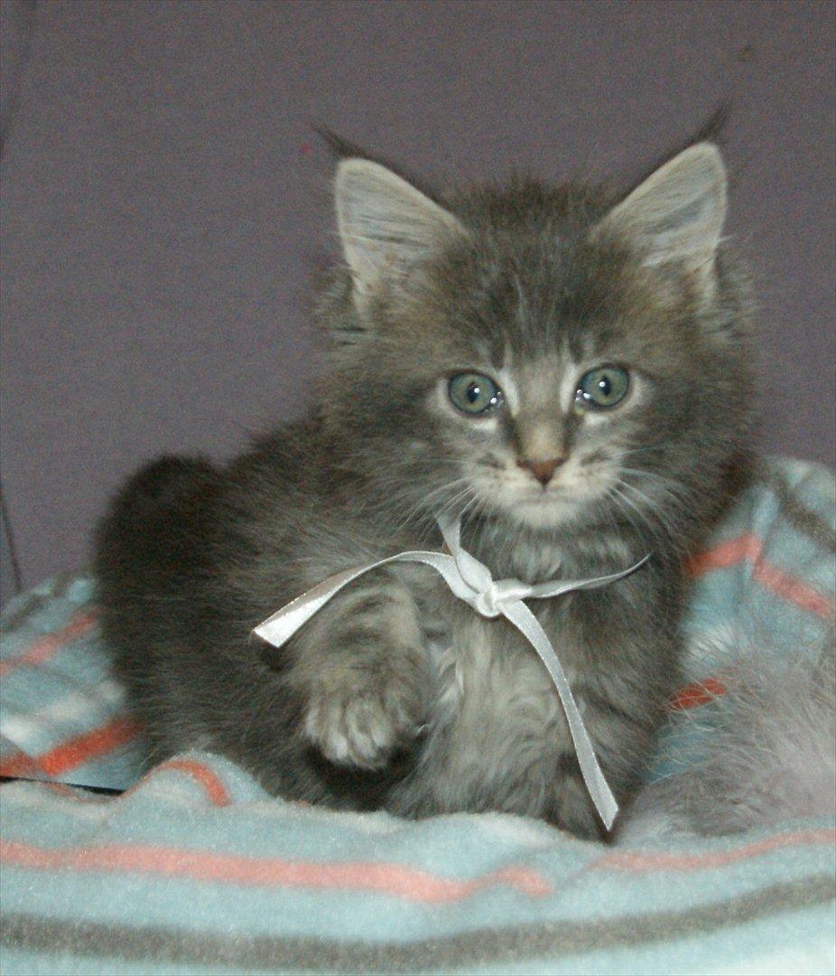 Maine Coon Lykkekatte´s Silky Blue billede 9