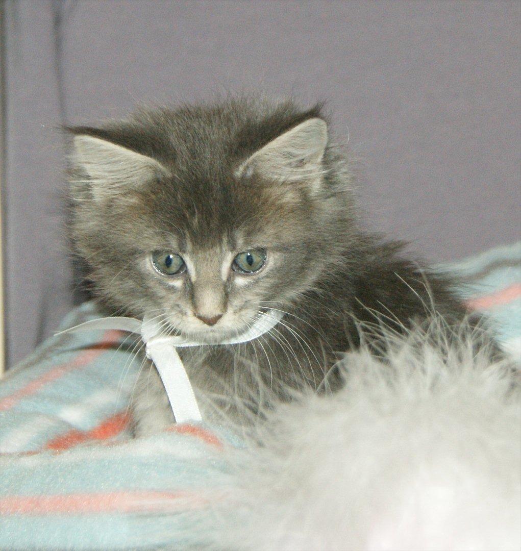 Maine Coon Lykkekatte´s Silky Blue billede 10