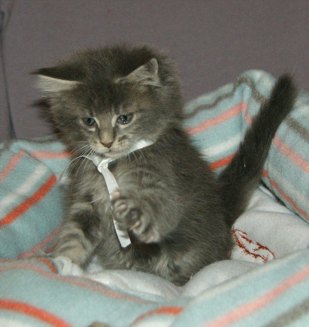 Maine Coon Lykkekatte´s Silky Blue billede 11