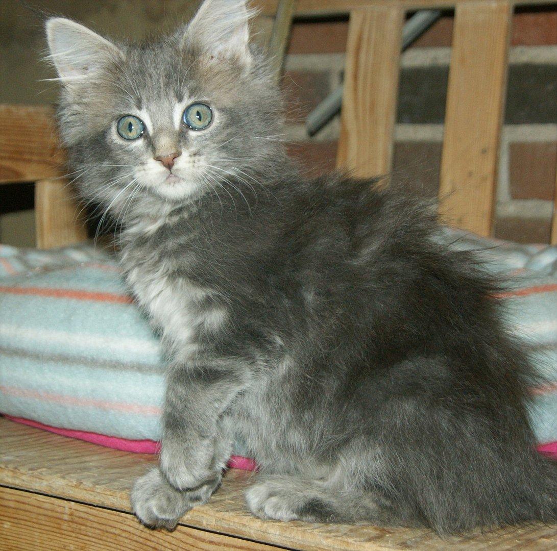 Maine Coon Lykkekatte´s Silky Blue billede 12
