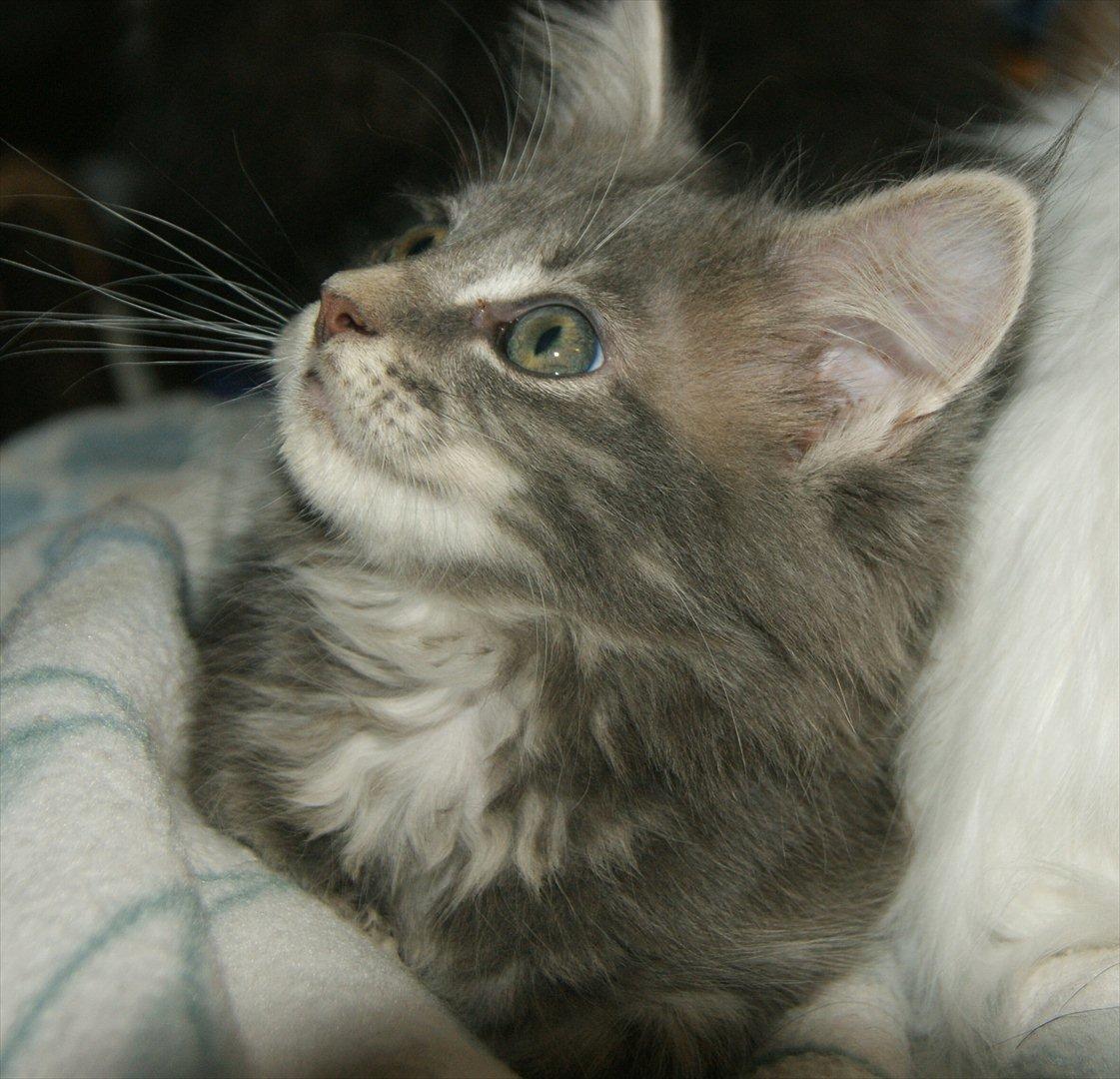 Maine Coon Lykkekatte´s Silky Blue billede 13