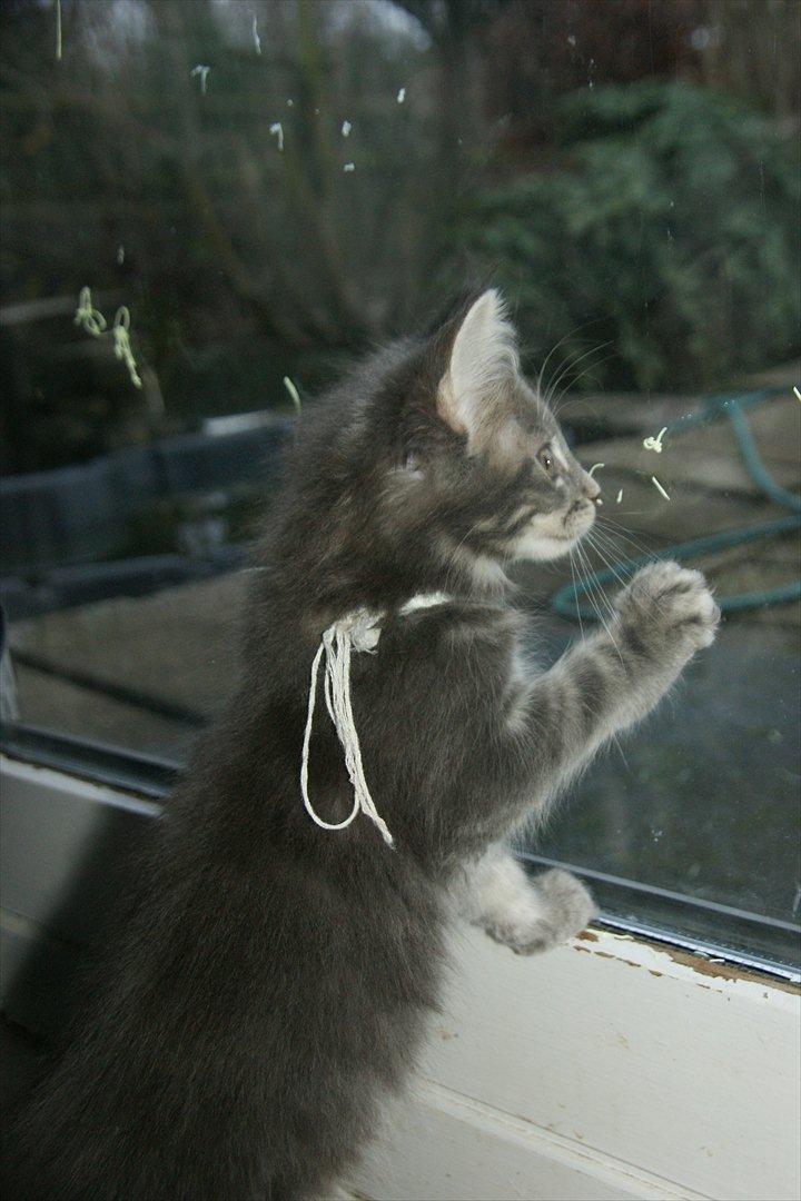 Maine Coon Lykkekatte´s Silky Blue billede 14