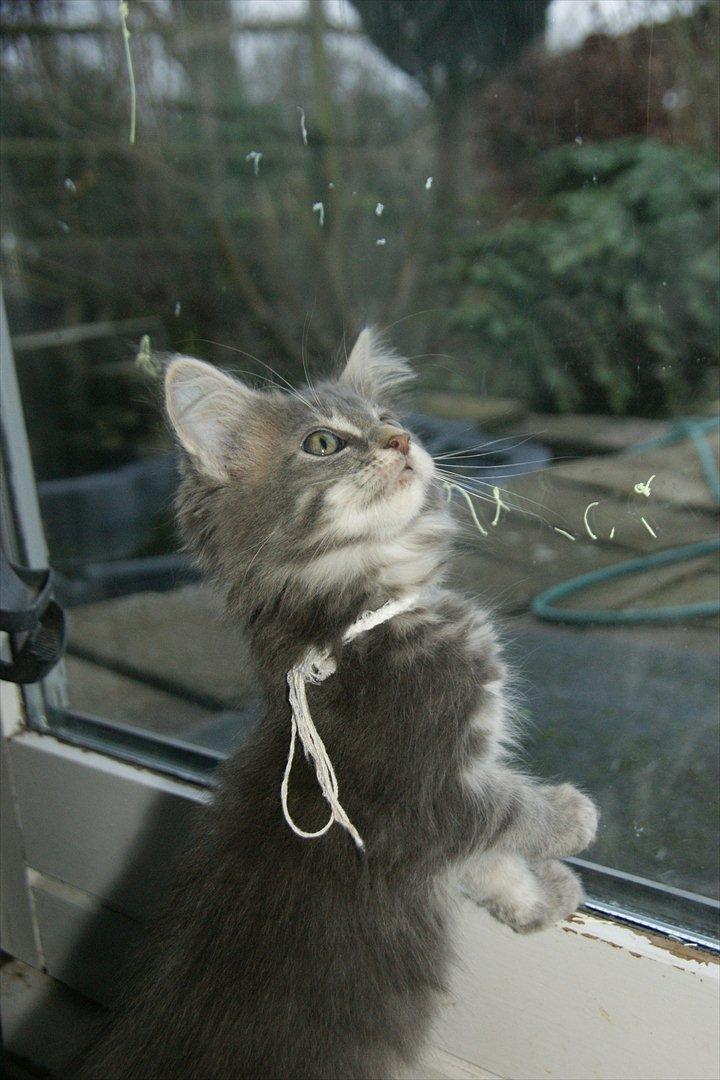 Maine Coon Lykkekatte´s Silky Blue billede 15