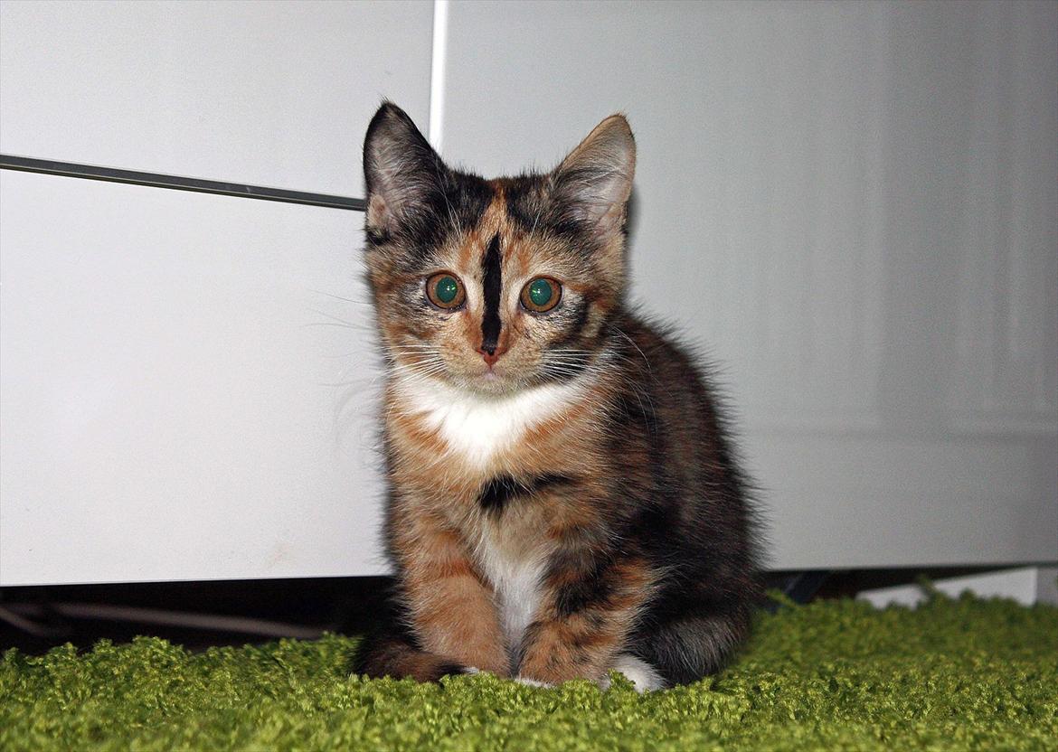 Huskat Sugar - Første billede taget af Sugar billede 3