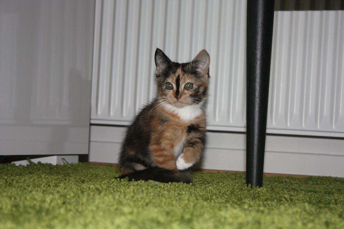 Huskat Sugar billede 4