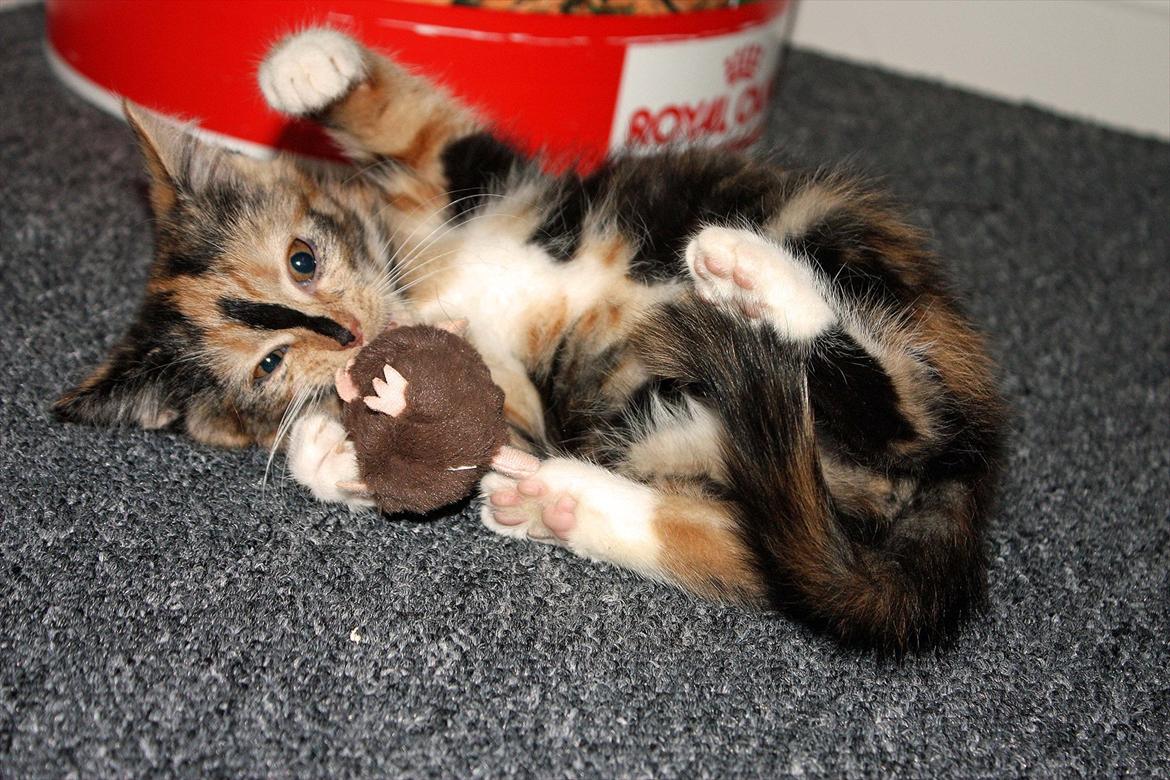 Huskat Sugar - Lille og legesyg billede 5