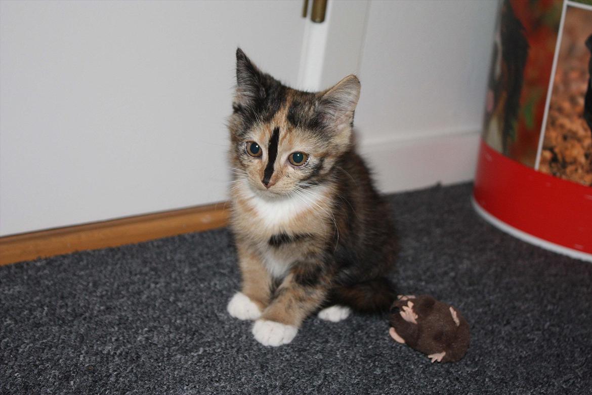 Huskat Sugar billede 6