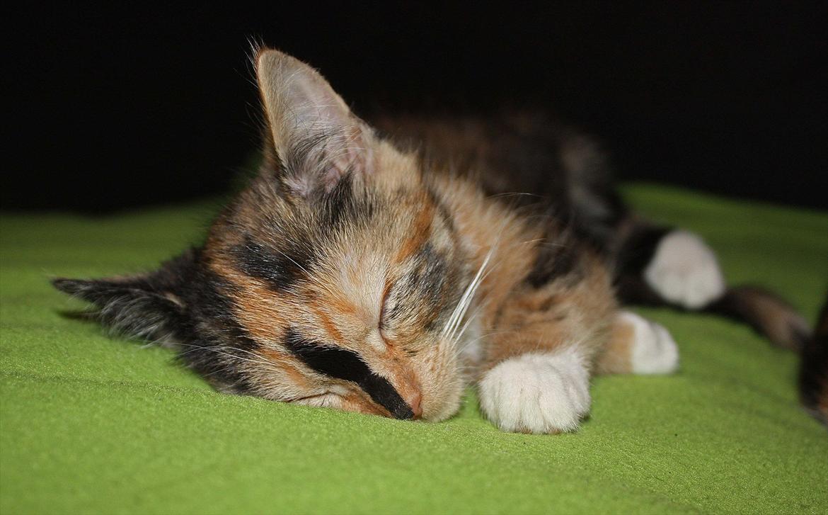 Huskat Sugar - Men vi kan også gå trætte billede 7