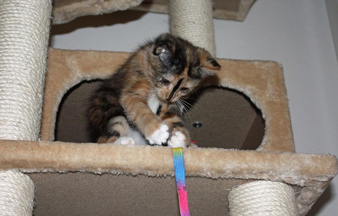 Huskat Sugar billede 8