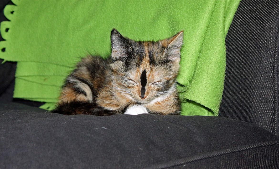 Huskat Sugar billede 9